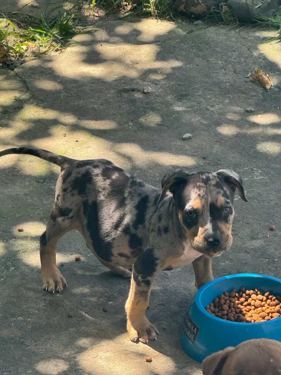 Pit monster tri black Merle  - Foto 4