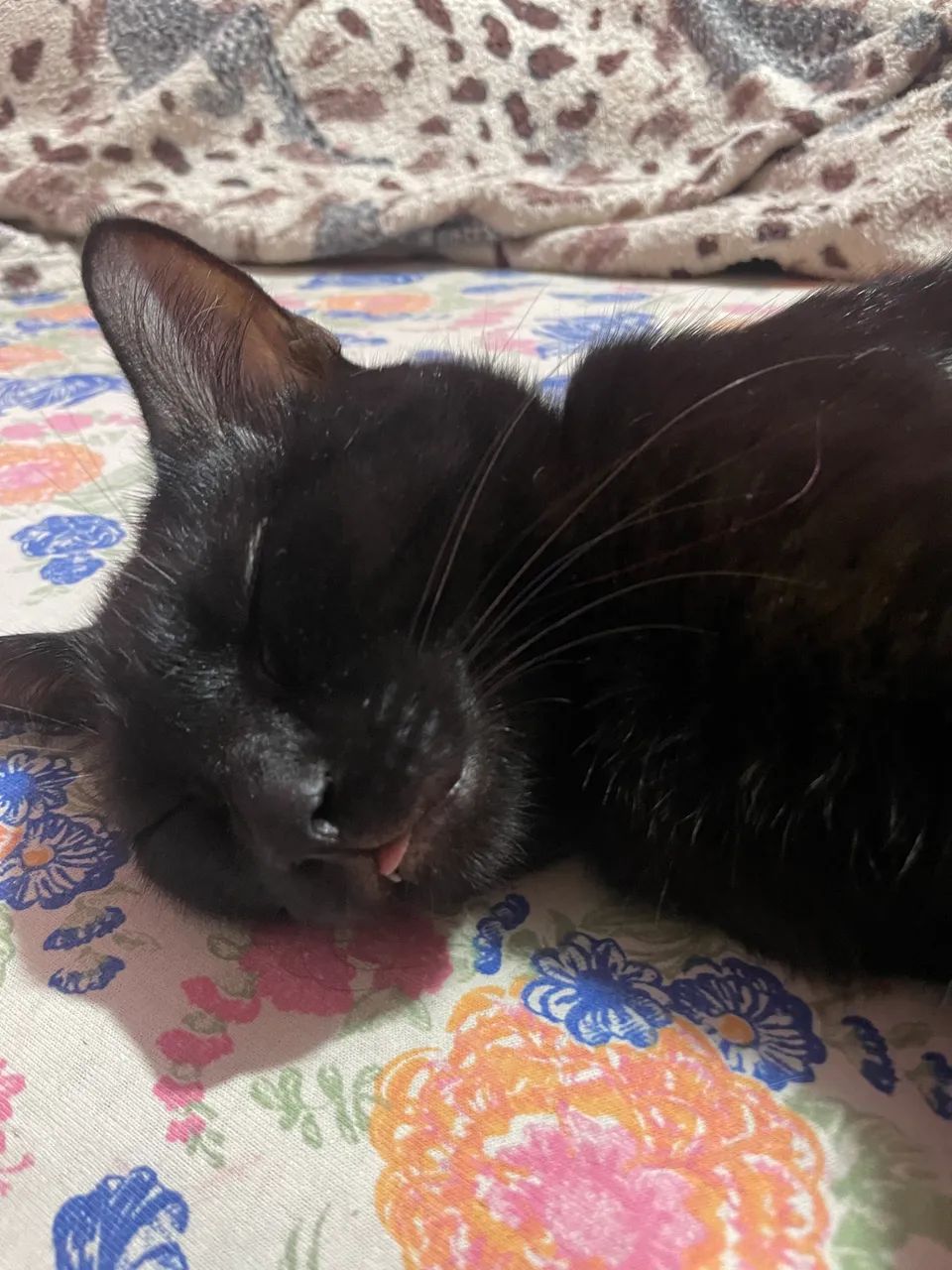 Gato castrado - Foto 2