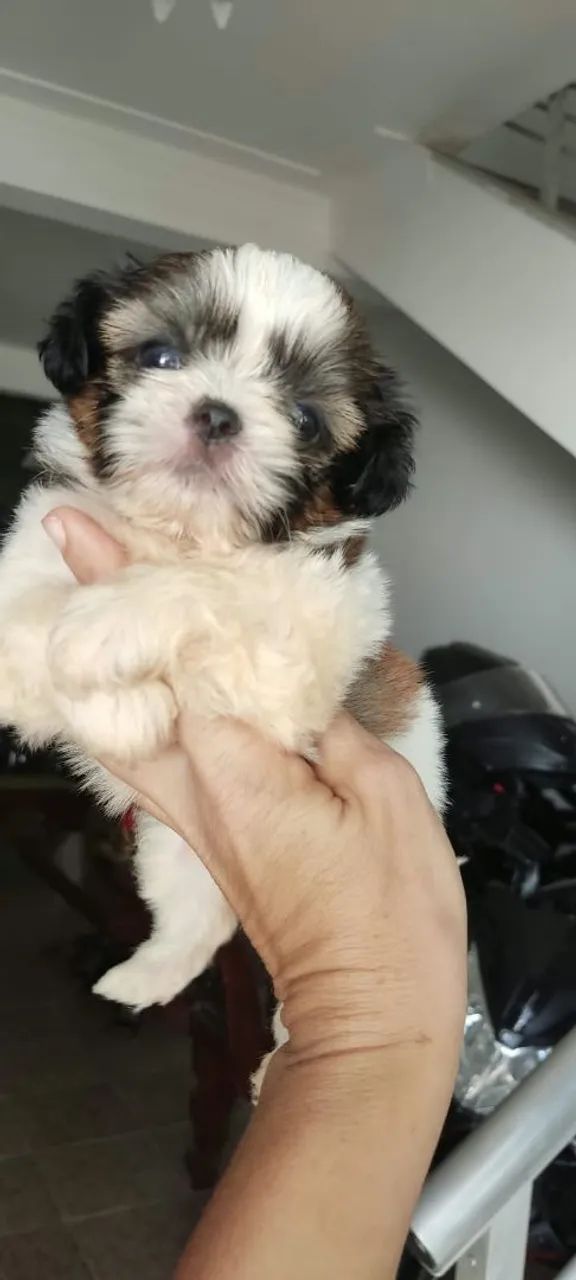 Shitzu macho disponível ? - Foto 4