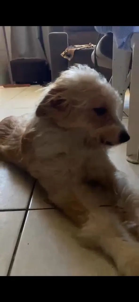 Cachorro