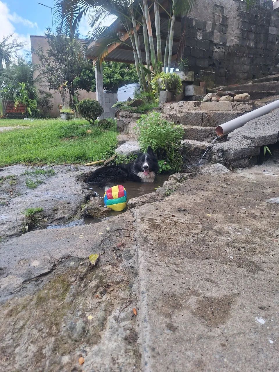 Hospedagem Para Pet's - Foto 2