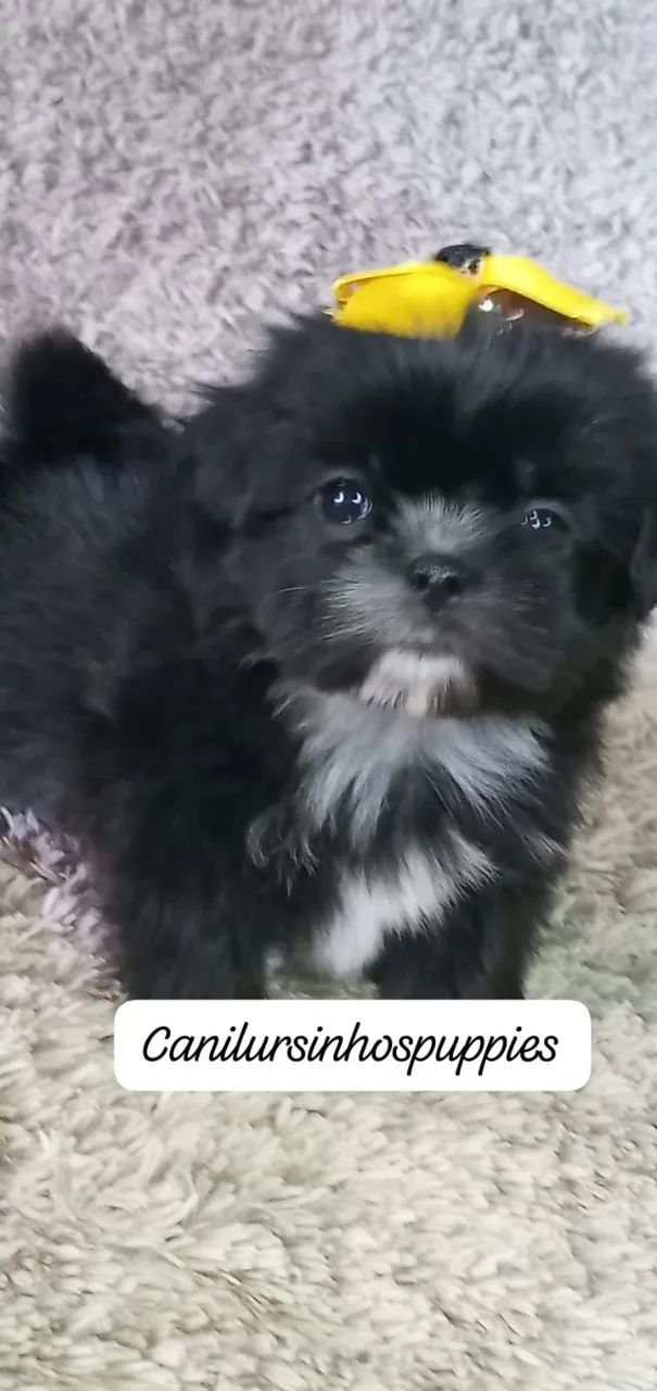 lhasa apso confiança credibilidade unica  - Foto 2