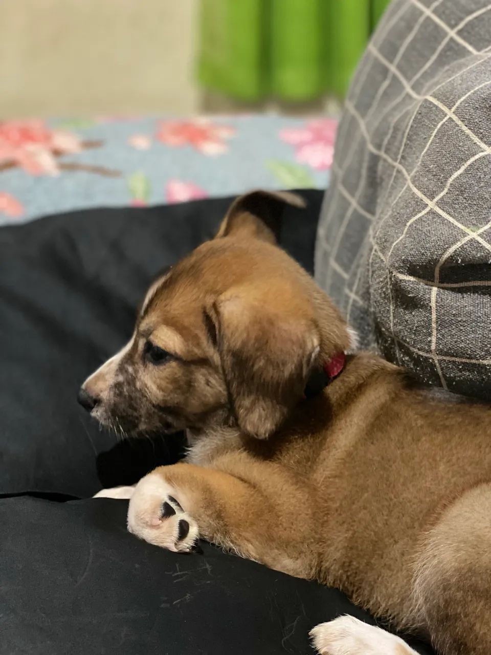 Adote essa cachorrinha  - Foto 4