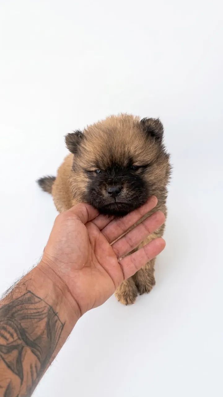 Filhotes chow chow  - Foto 2