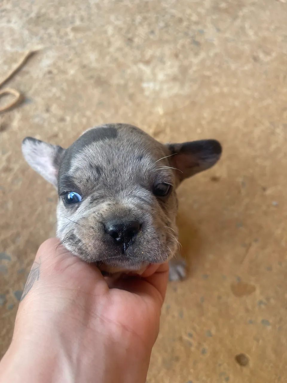 Filhotes e buldogue  - Foto 4