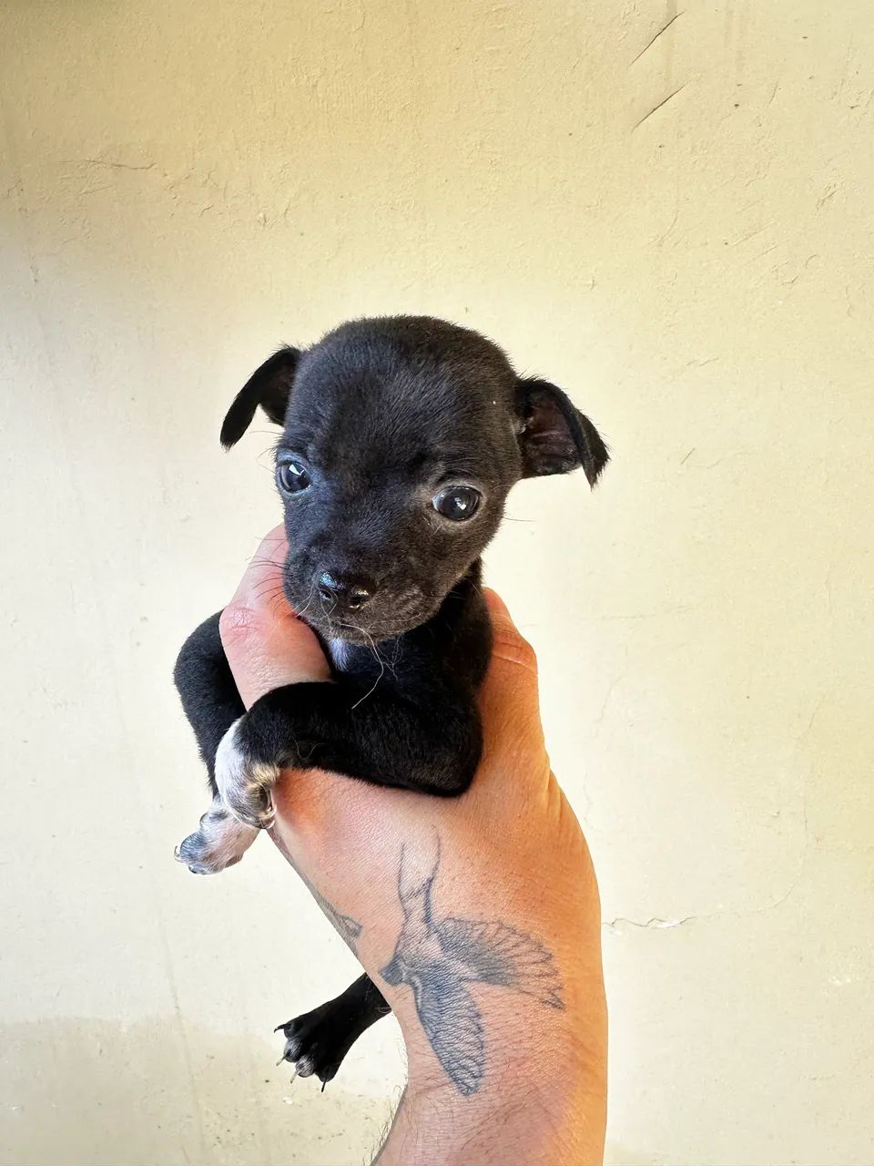 Pinscher 1 macho  - Foto 2