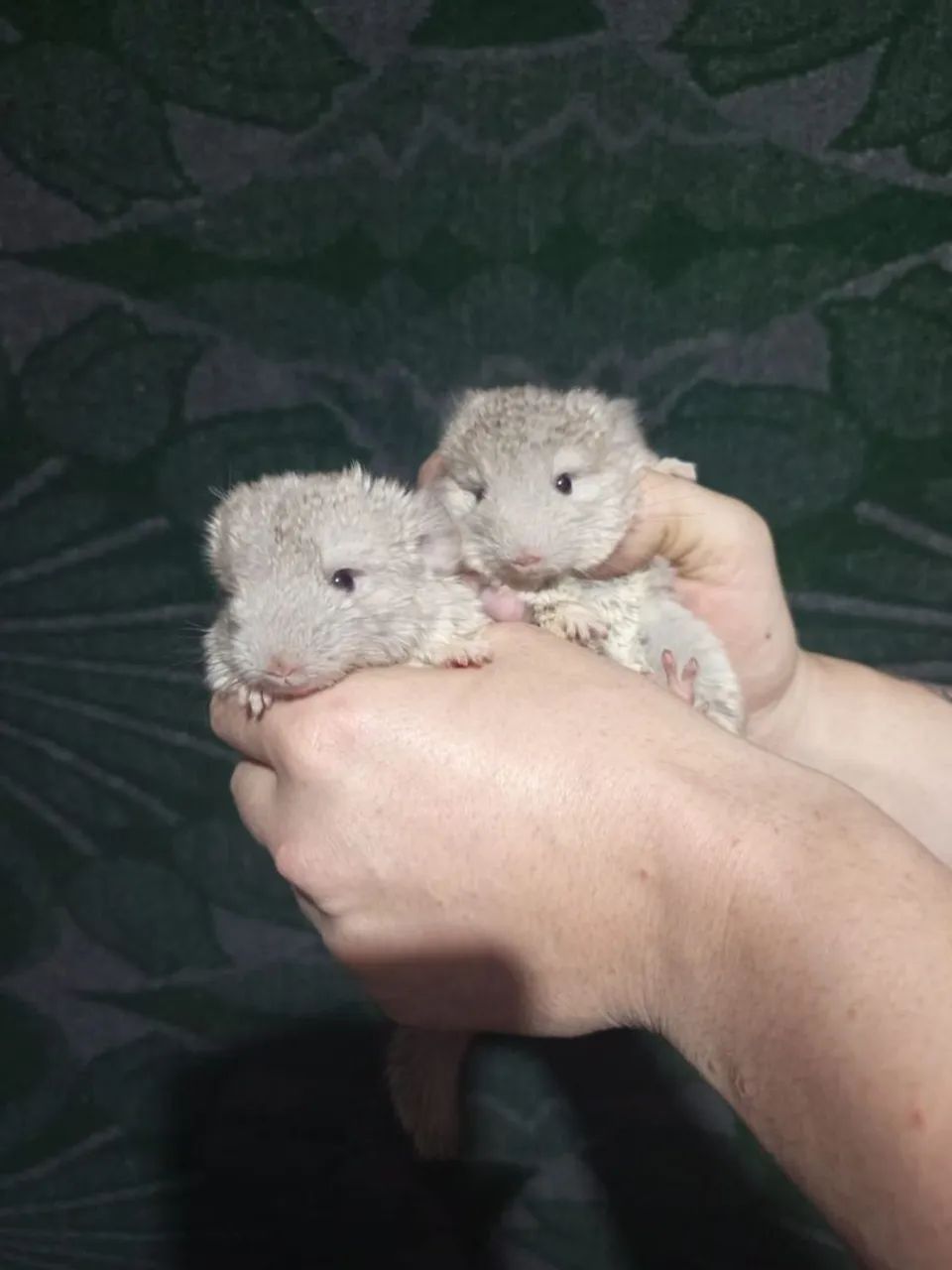 Filhotes de chinchila 