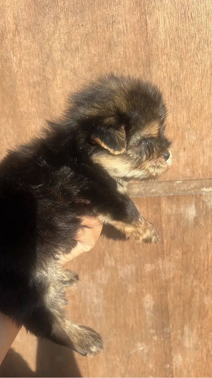 Yorkshire Terrier - Foto 5