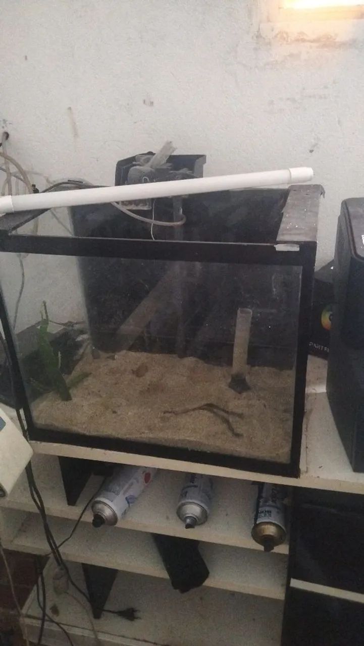Aquário 