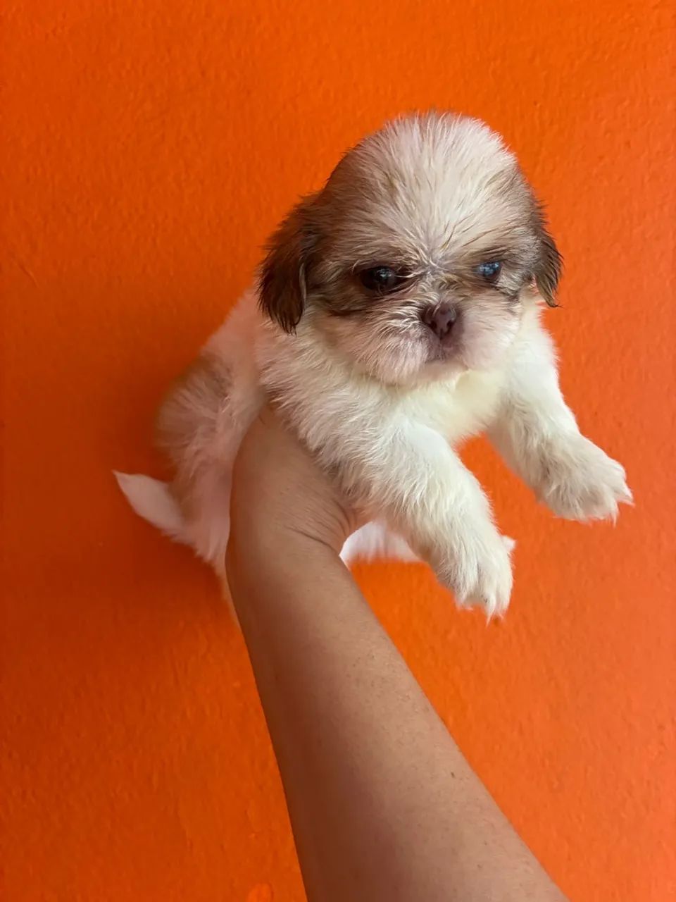 Shitzu micros macho