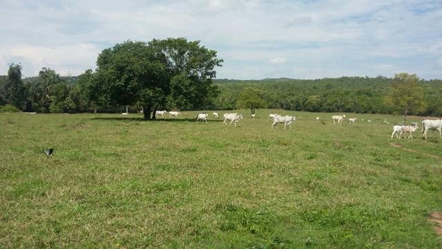 Fazenda 3288 ha terra Rosario Oeste MT braquearia 2020 cab boi R$ 6 mil reais p ha - Foto 2