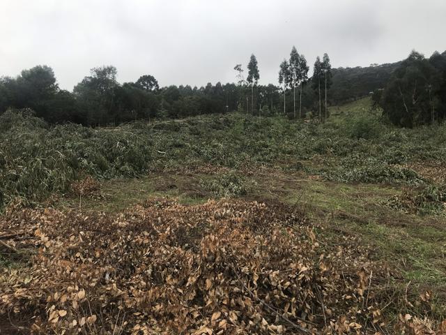 Lote em Urubici - Foto 4