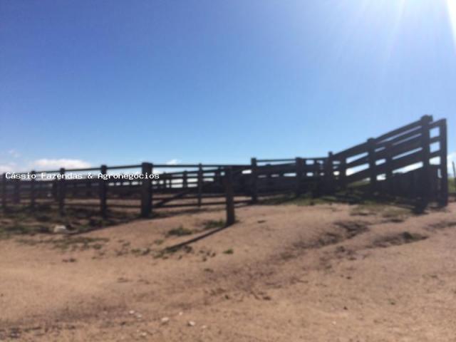 Fazenda para venda em encruzilhada do sul, interior - Foto 4