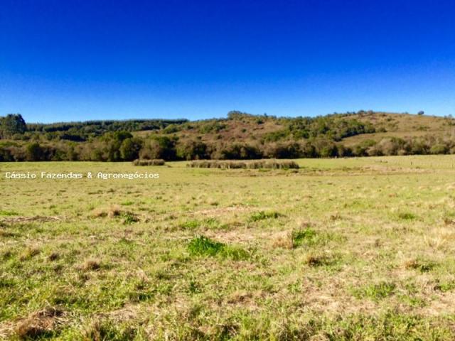 Fazenda para venda em encruzilhada do sul, interior - Foto 9