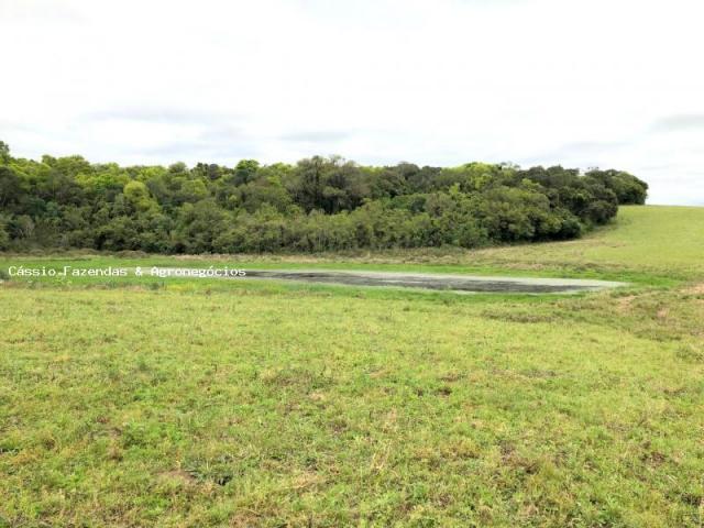 Fazenda para venda em encruzilhada do sul, interior - Foto 2