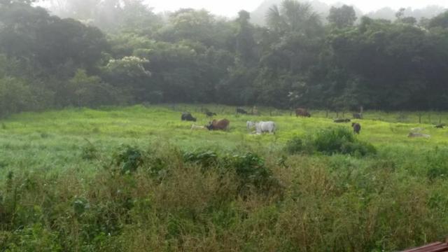 Fazenda 663 Alqueires região Porangatu Goias - Foto 8