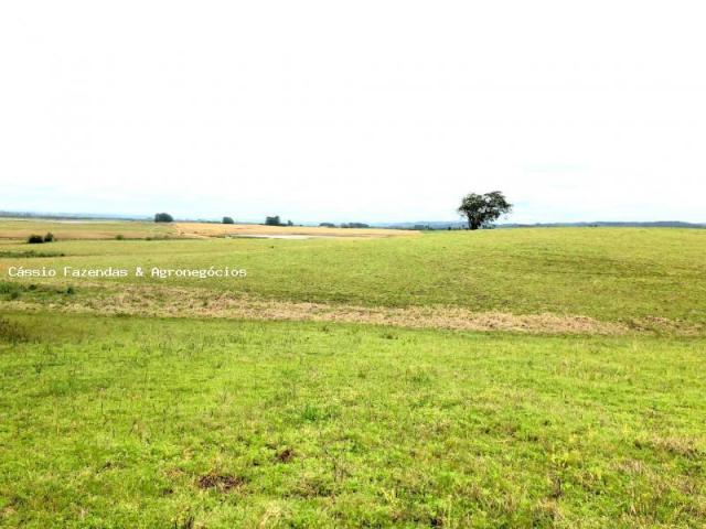 Fazenda para venda em encruzilhada do sul, interior