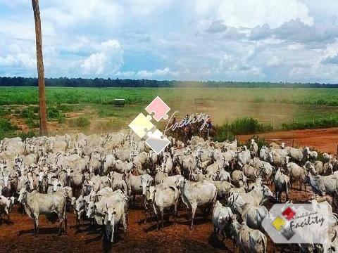 Fazenda rural à venda, centro norte, cuiabá - . - Foto 13
