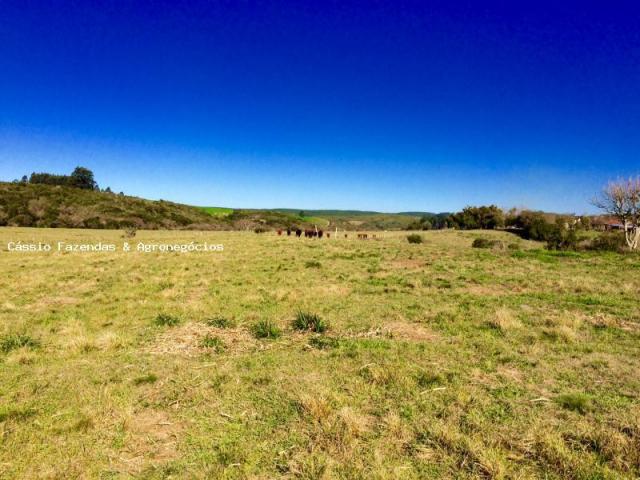 Fazenda para venda em encruzilhada do sul, interior - Foto 6