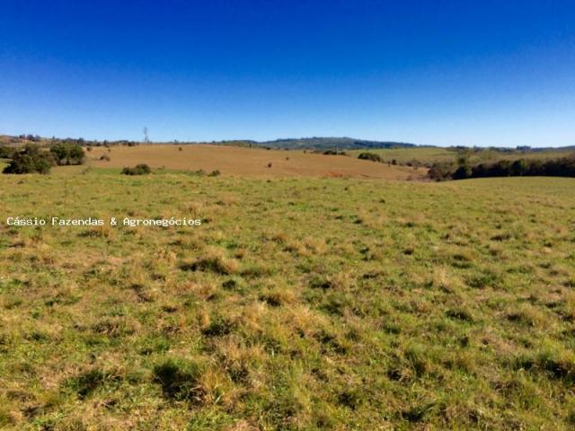 Fazenda para venda em encruzilhada do sul, interior - Foto 7