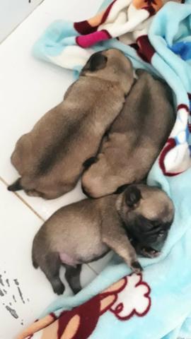 Pug filhotes - Foto 2
