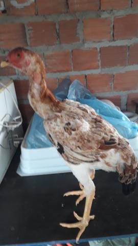 Índio Gigante - Foto 2