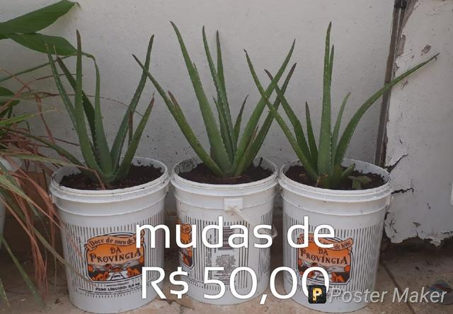 Lindas mudas de babosa gigante