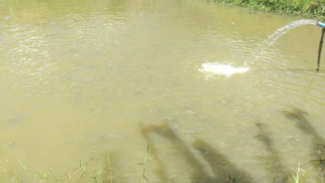Excelente propriedade em Chã Grande, com 7 hectares - Foto 4