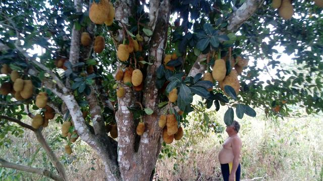 Sitio , fazenda, chácara - Foto 4