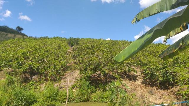 Excelente propriedade em Chã Grande, com 7 hectares - Foto 8