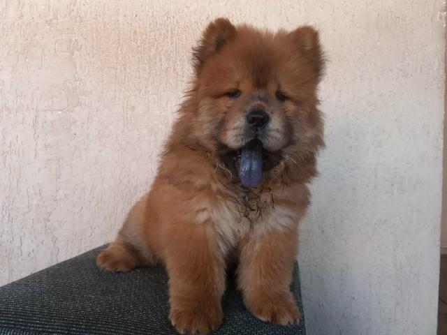 Chow Chow - Foto 4