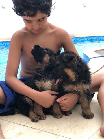 Filhotes de pastor alemão com pedigree! - Foto 5