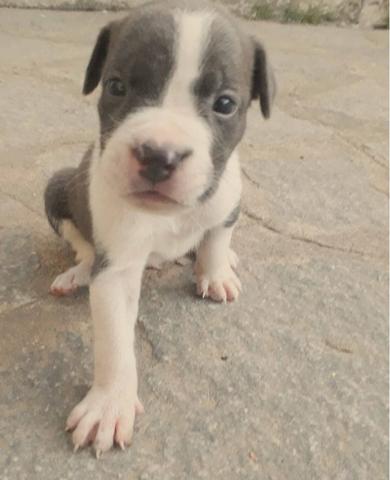 Filhotes de American Bully com Pitbull Red Nose - Foto 3