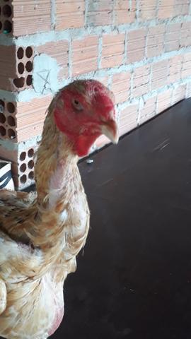 Índio Gigante - Foto 6