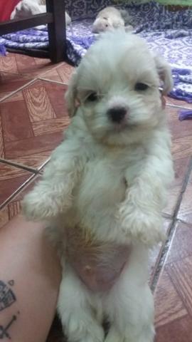 Poodle - Foto 5
