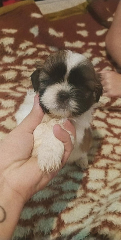 Filhotes machos de shih-tzu