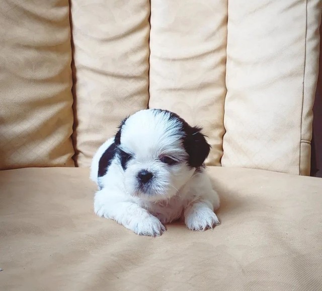 Shitzu Cachorros Fofinhos Cachorros Lindos Retratos De Estimação