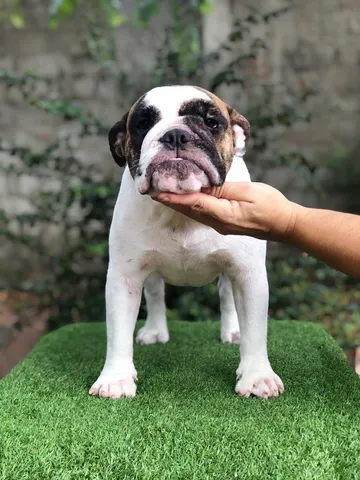 Bulldog ingles preto  +24 anúncios na OLX Brasil