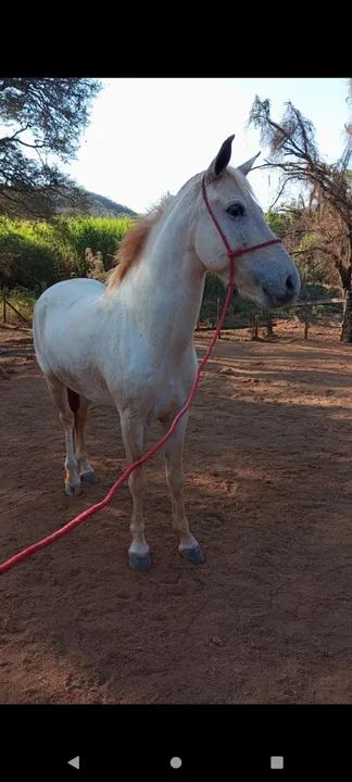Vendo esses cavalos de raça no precinho para sair rápido com documentos e tudo  - Foto 4