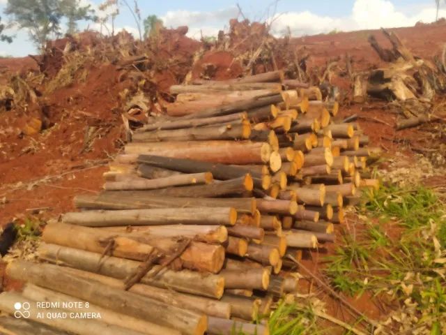 Lenhas secas eucalipto  - Foto 4