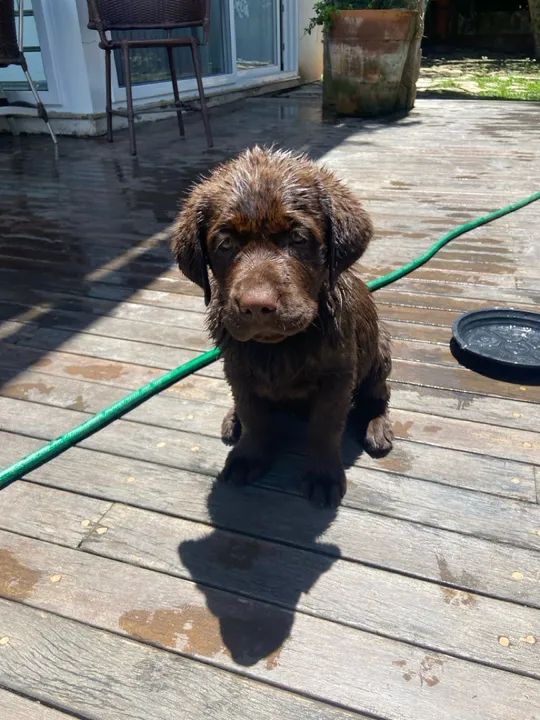 Resta 1!!! Labrador Chocolate - Fêmea de Alta Linhagem - Foto 5