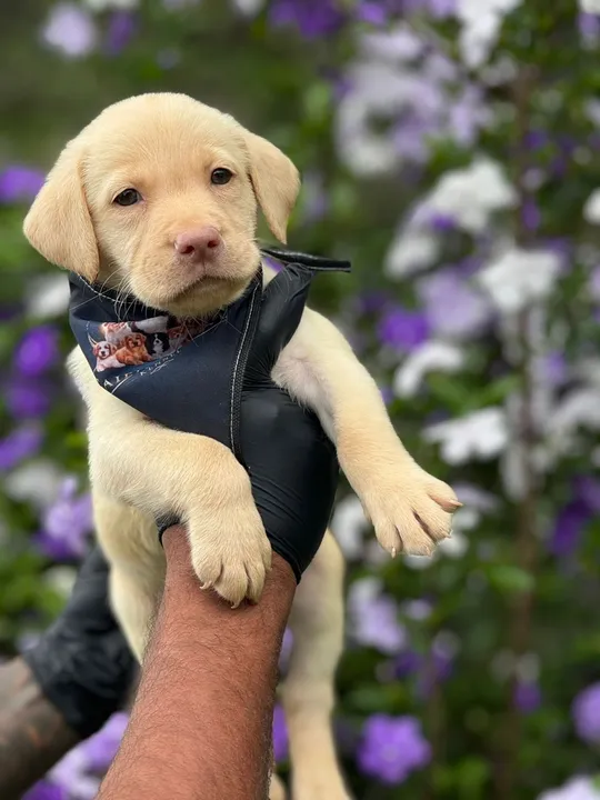 Labrador/ macho e fêmea com pedigree 