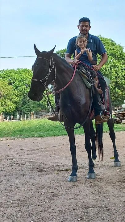 Cavalo Mangalarga  - Adestrado - Foto 2
