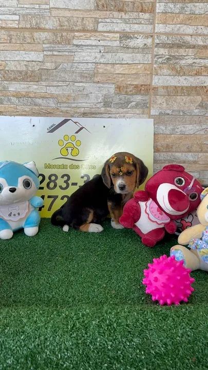 BEAGLE PURICIMO COM GARANTIA POR ESCRITO NO CONTRATO  - Foto 5
