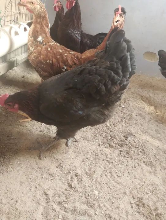 Pintos das raça Rhode slande GSB como está na fotos  - Foto 5