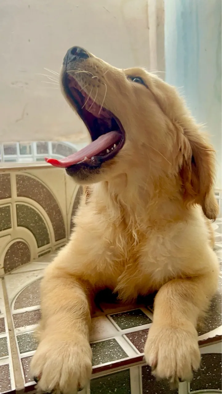 GOLDEN RETRIEVER MACHO