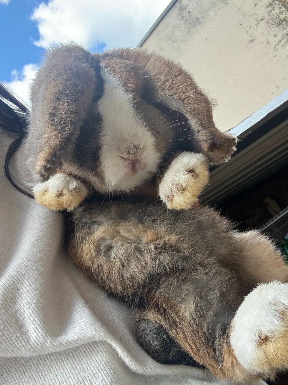 Família de coelhos - Foto 3