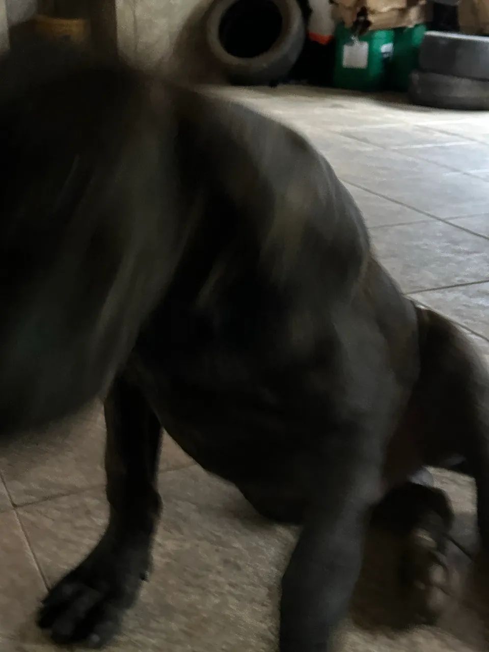 Fila Brasileiro tigrada a venda - Foto 5