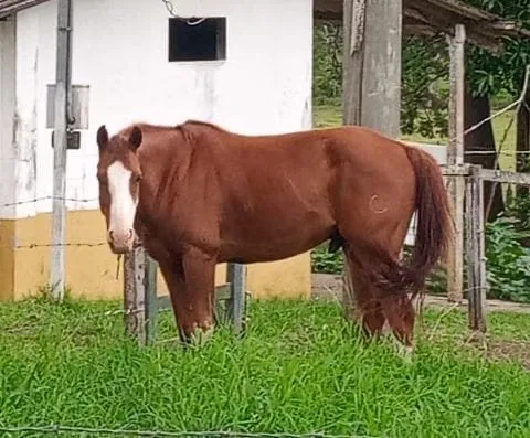 Cavalo quarto de milha + Crioulo