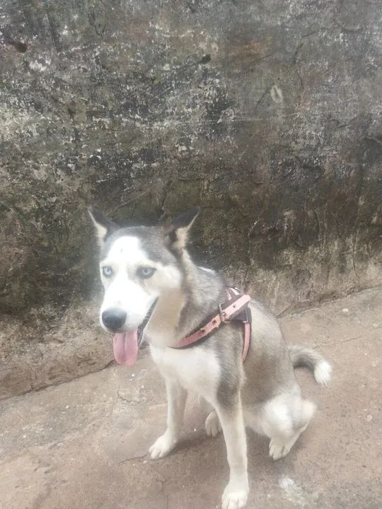 Husky Siberiano Fêmea